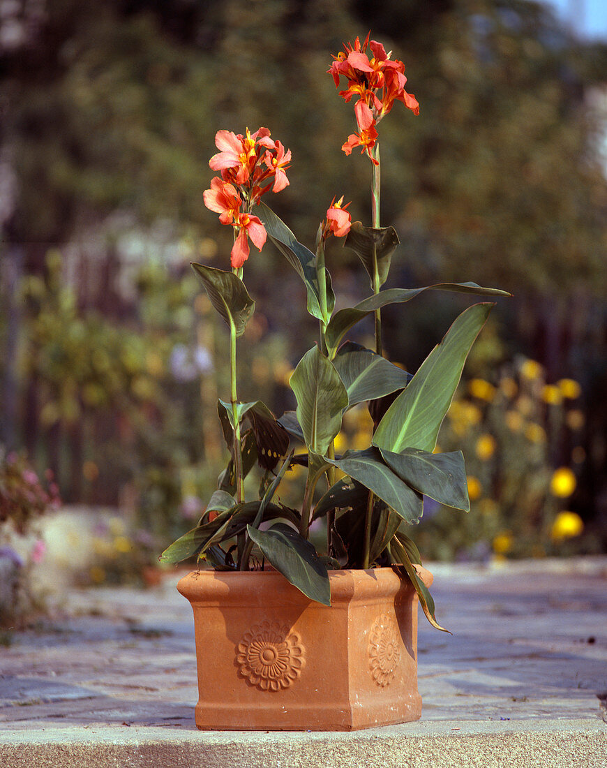 Canna indica hybrid