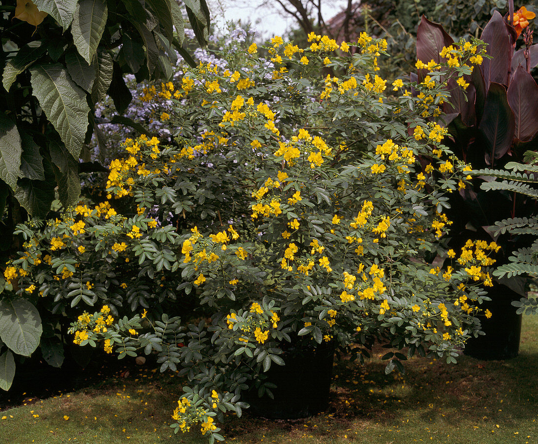 Cassia corymbosa