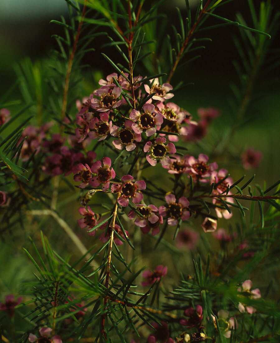 Chamelaucium 'Wax Flower'