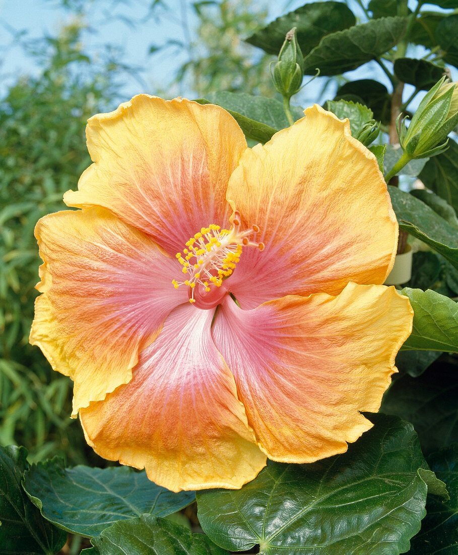 Hibiscus rosa-sinensis