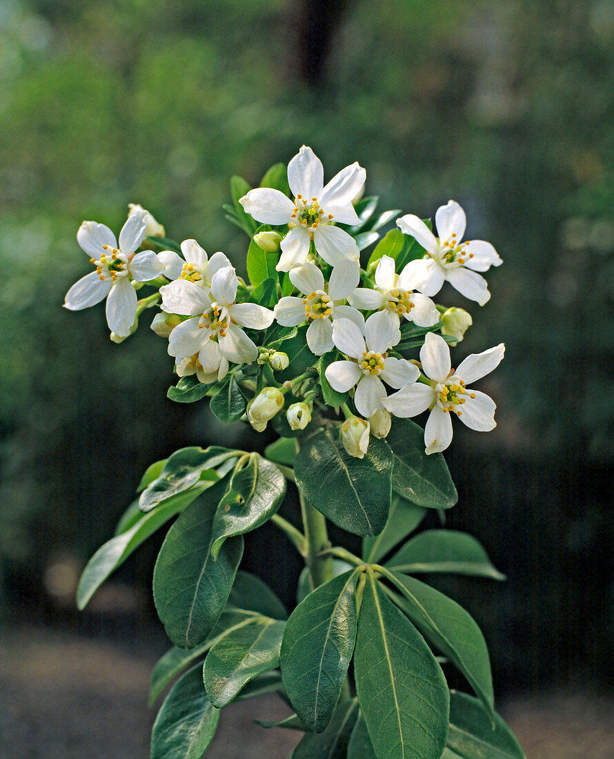 Choisya ternata (Mexikanische Orangenblüte)