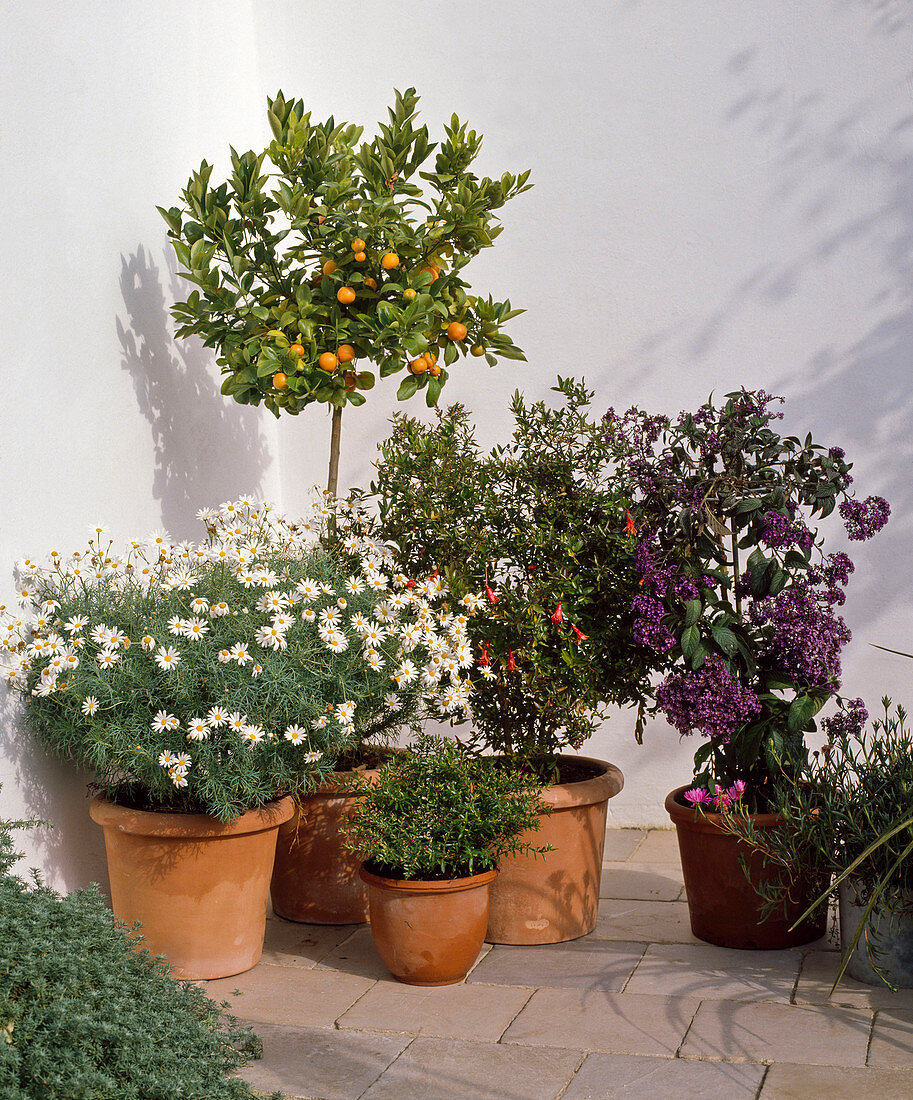 Argyranthemum frutescens (Margerite), Citrofortunella (Calamondine), Punica granatum (Granatapfel), Heliotropium (Vanilleblume) und Cuphea