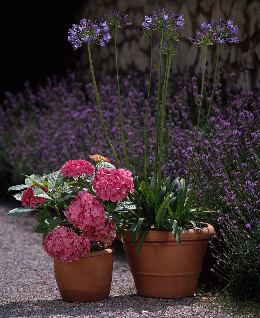 Hydrangea and Agapanthus