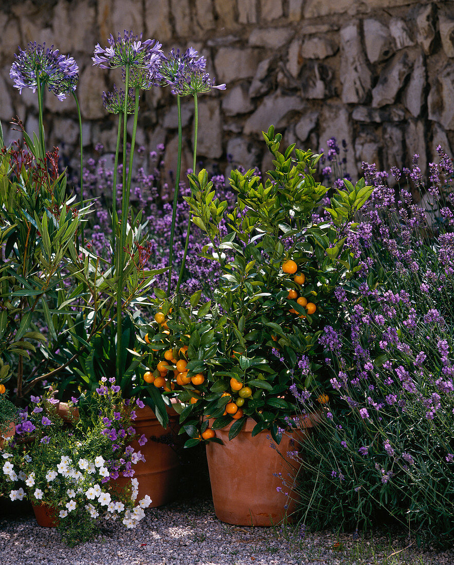 Agapanthus, CITRUS ,Lavendel