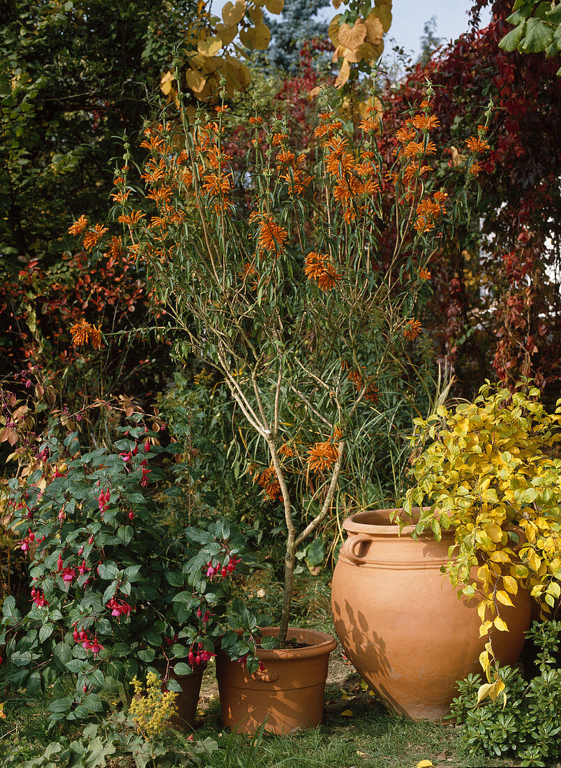 Leonotis leonurus