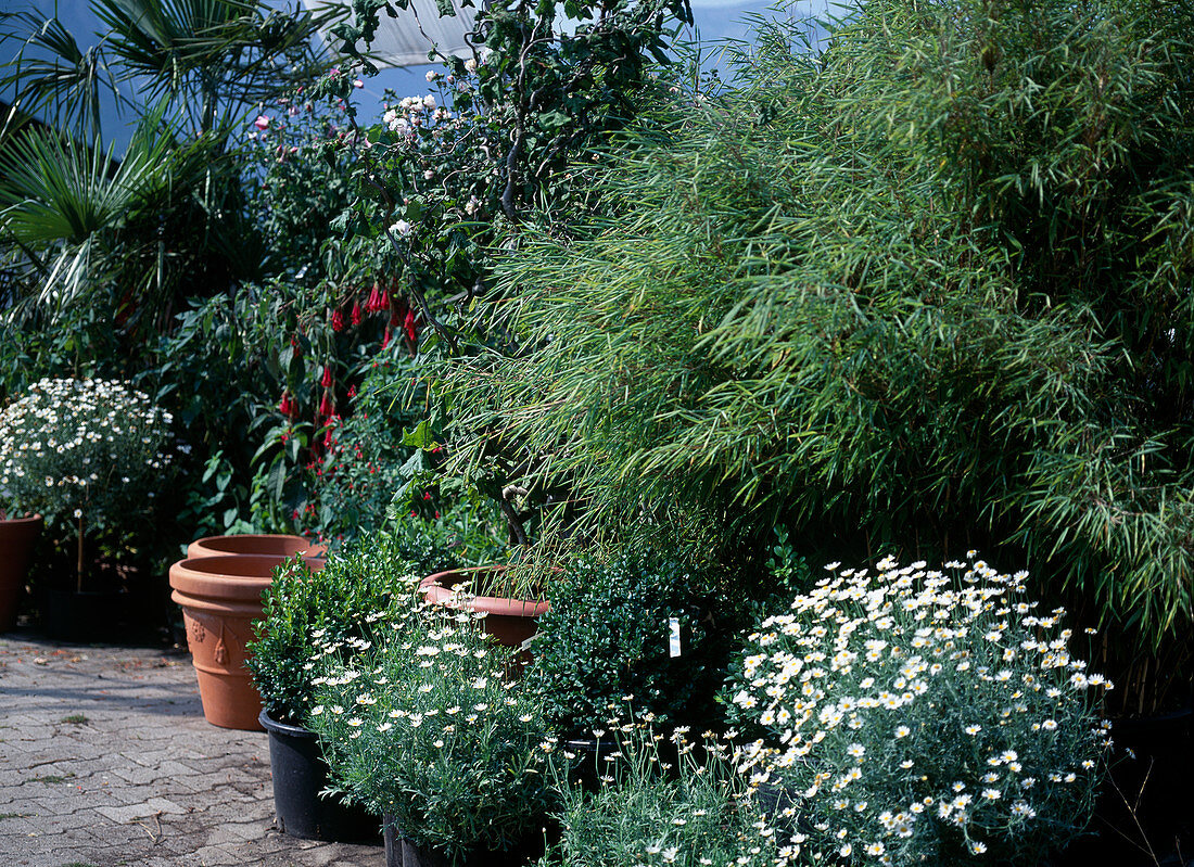 Sinarundinaria murielae and Argyranthemum frutescens
