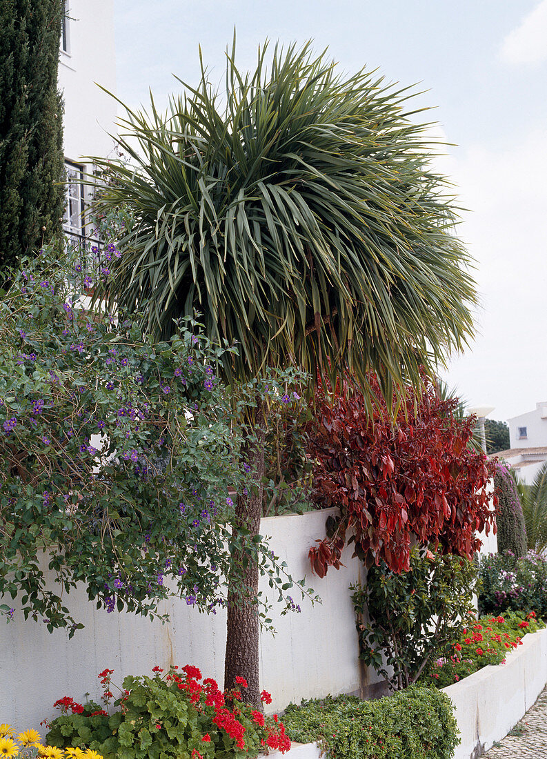 Cordyline indivisa