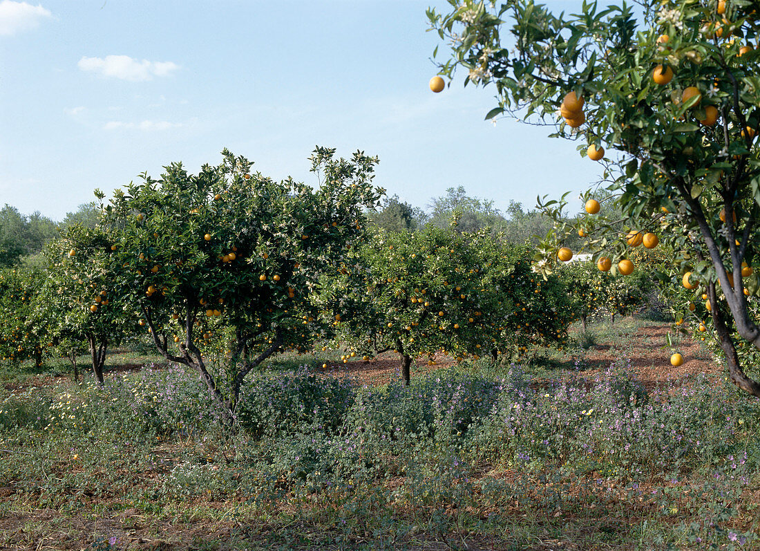 Orange grove