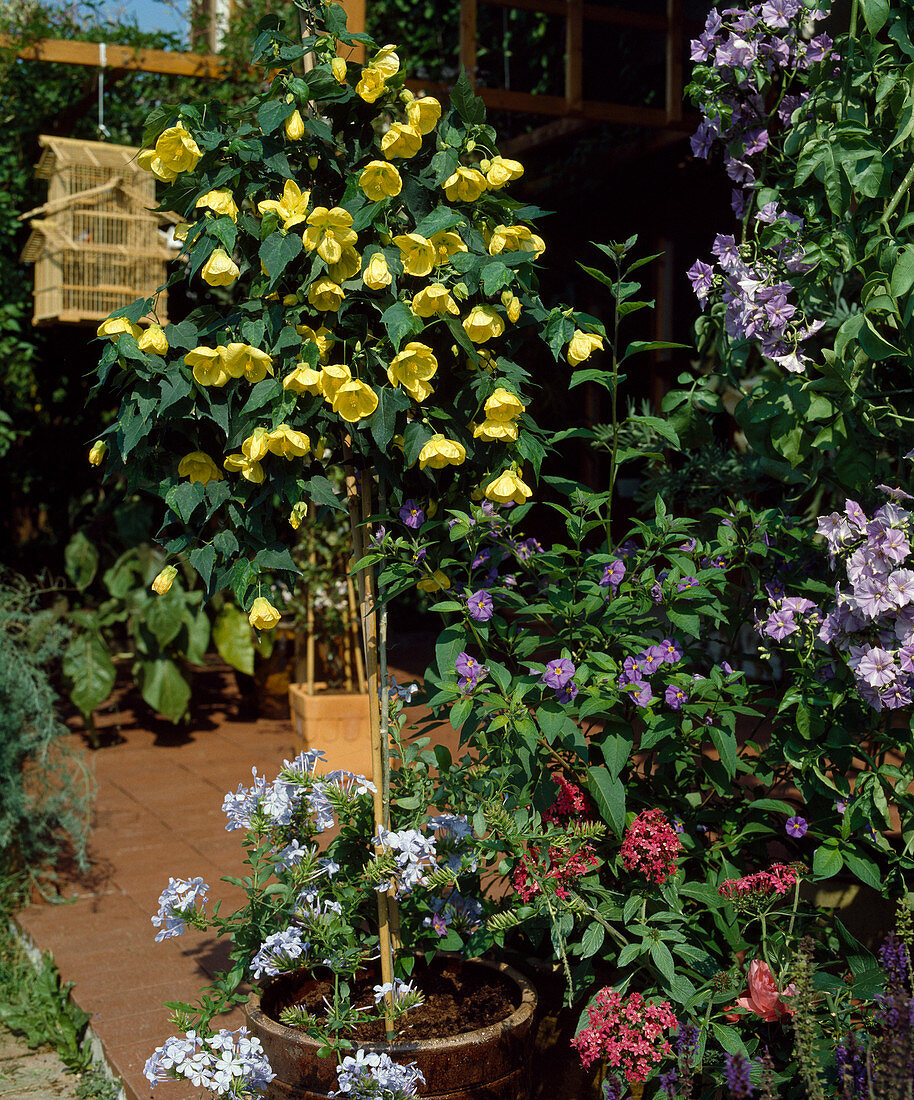 Abutilon hybrids