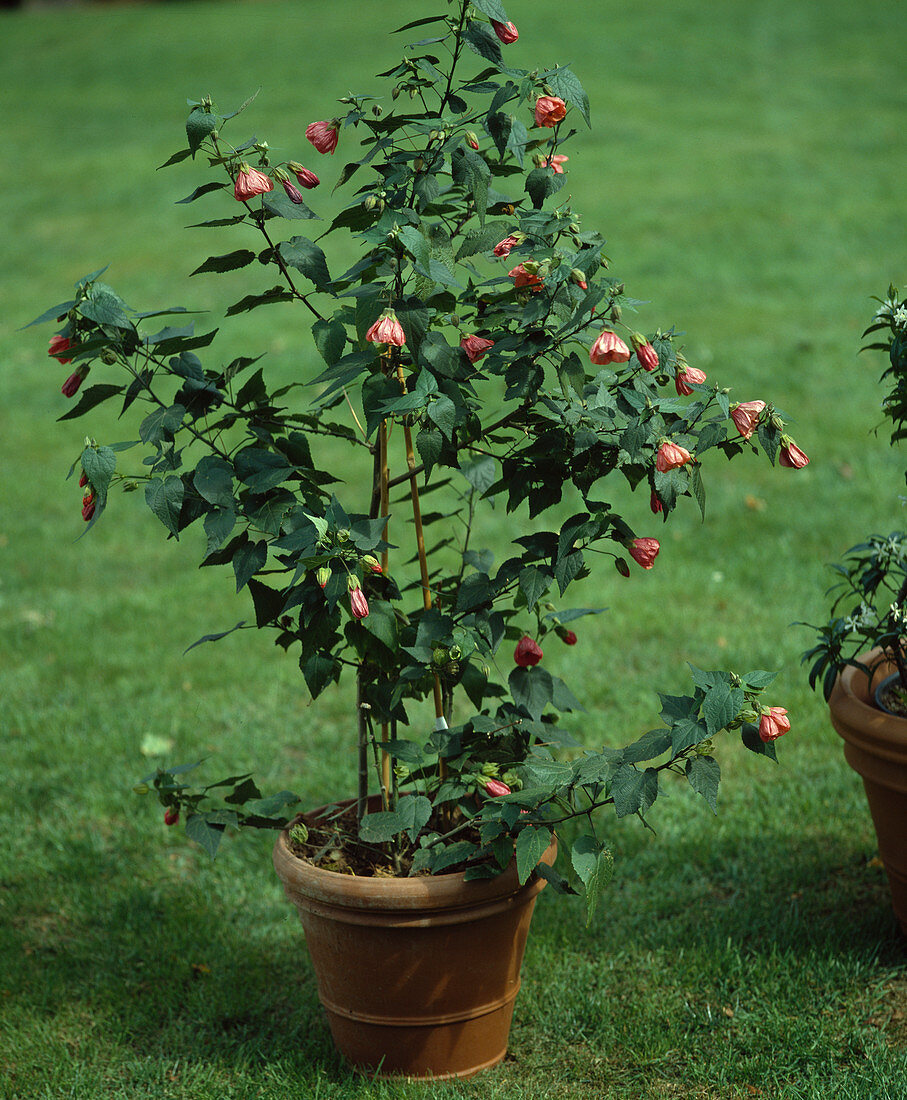 Abutilon hybr. 'Ashford Rouge'