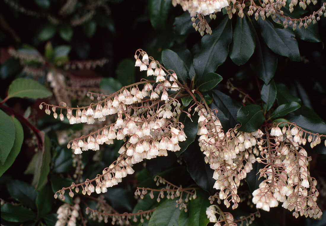 Clethra arborea