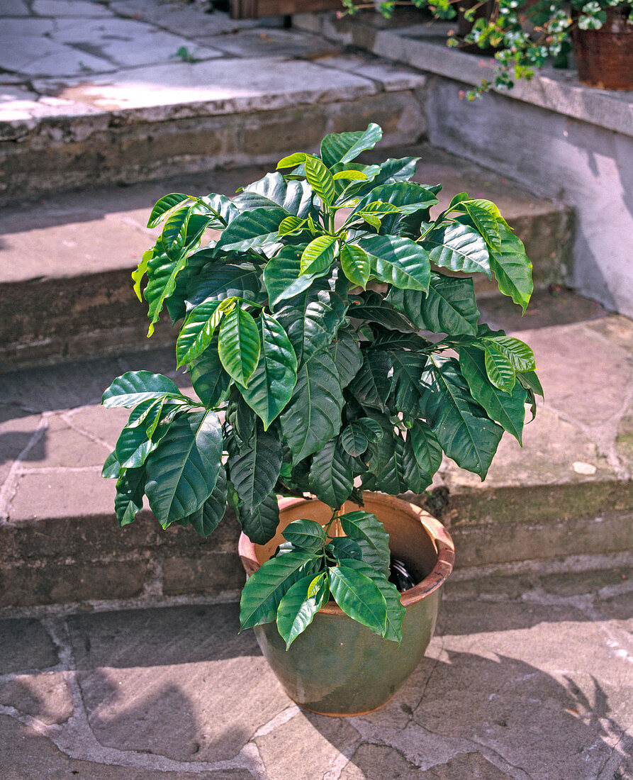 Coffea arabica