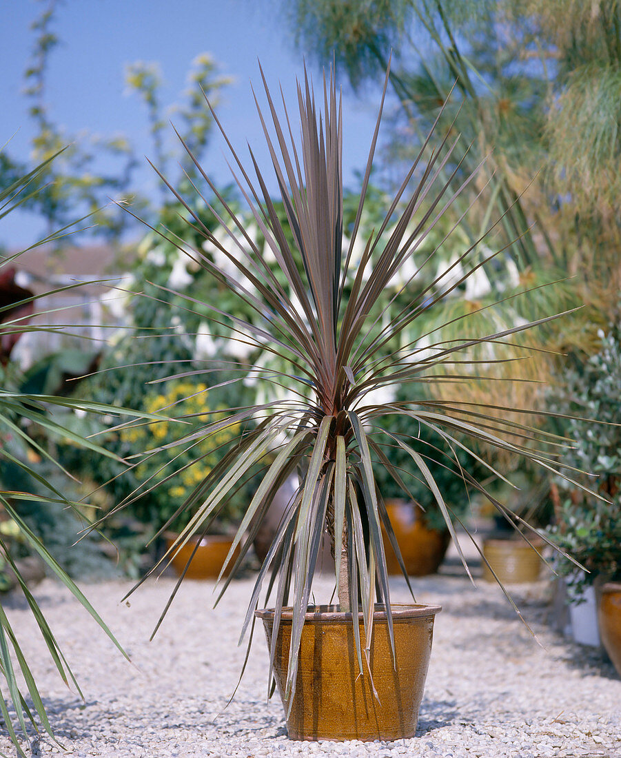 Cordyline australis 'Atropurpurea' (Club lily)