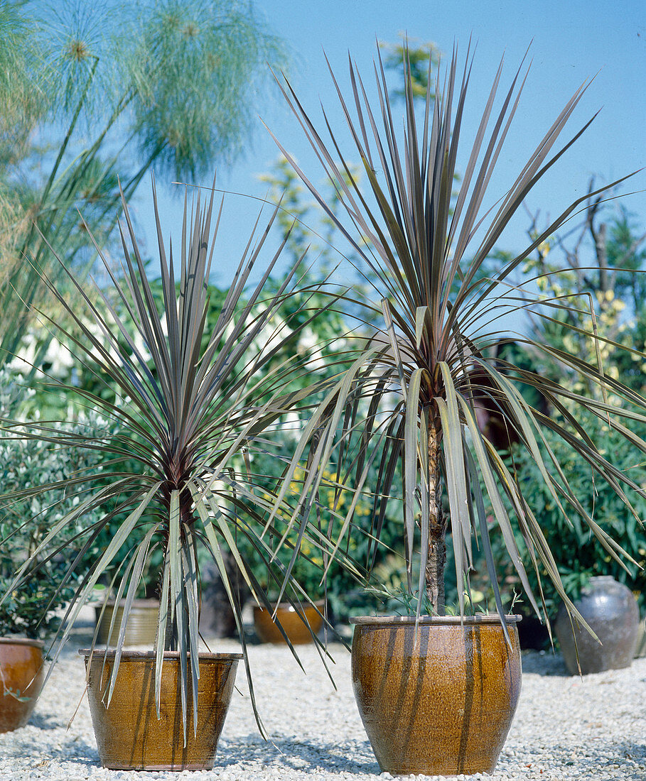 Cordyline australis 'Atropurpurea' (Keulenlilien)