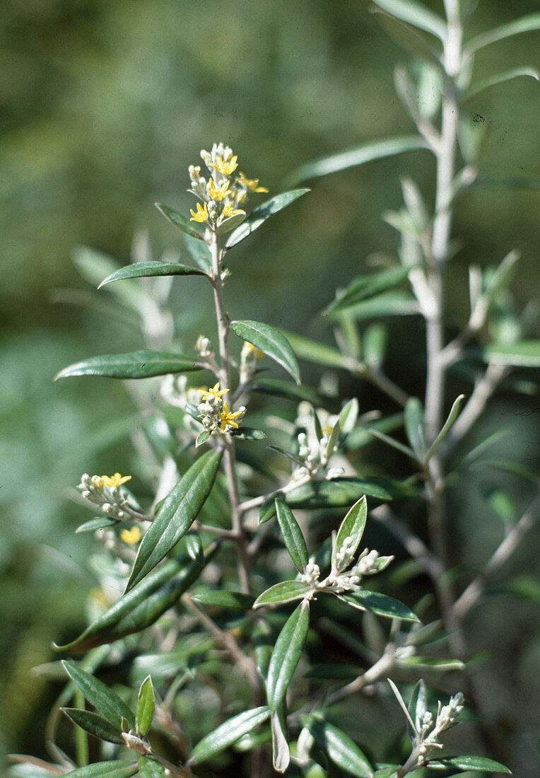 Corokia cotoneaster zigzag shrub