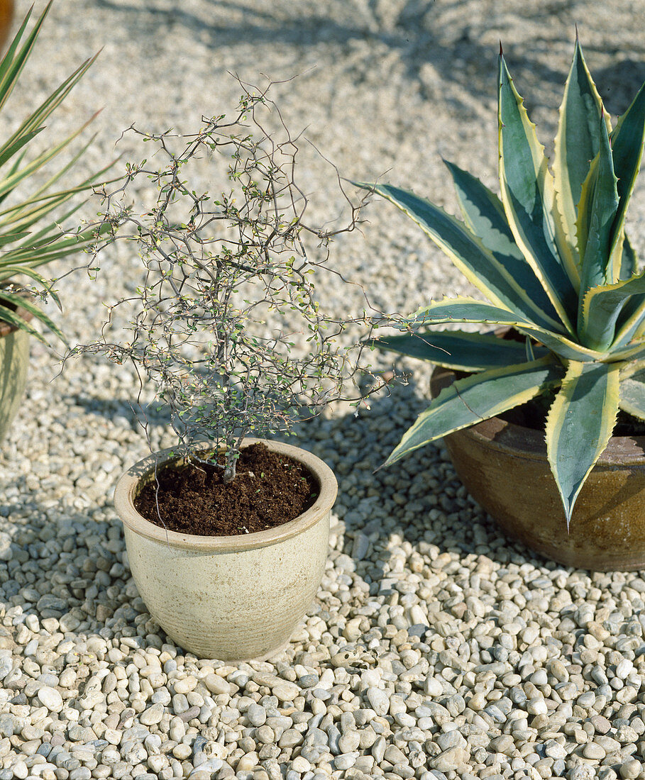 Corokia cotoneaster