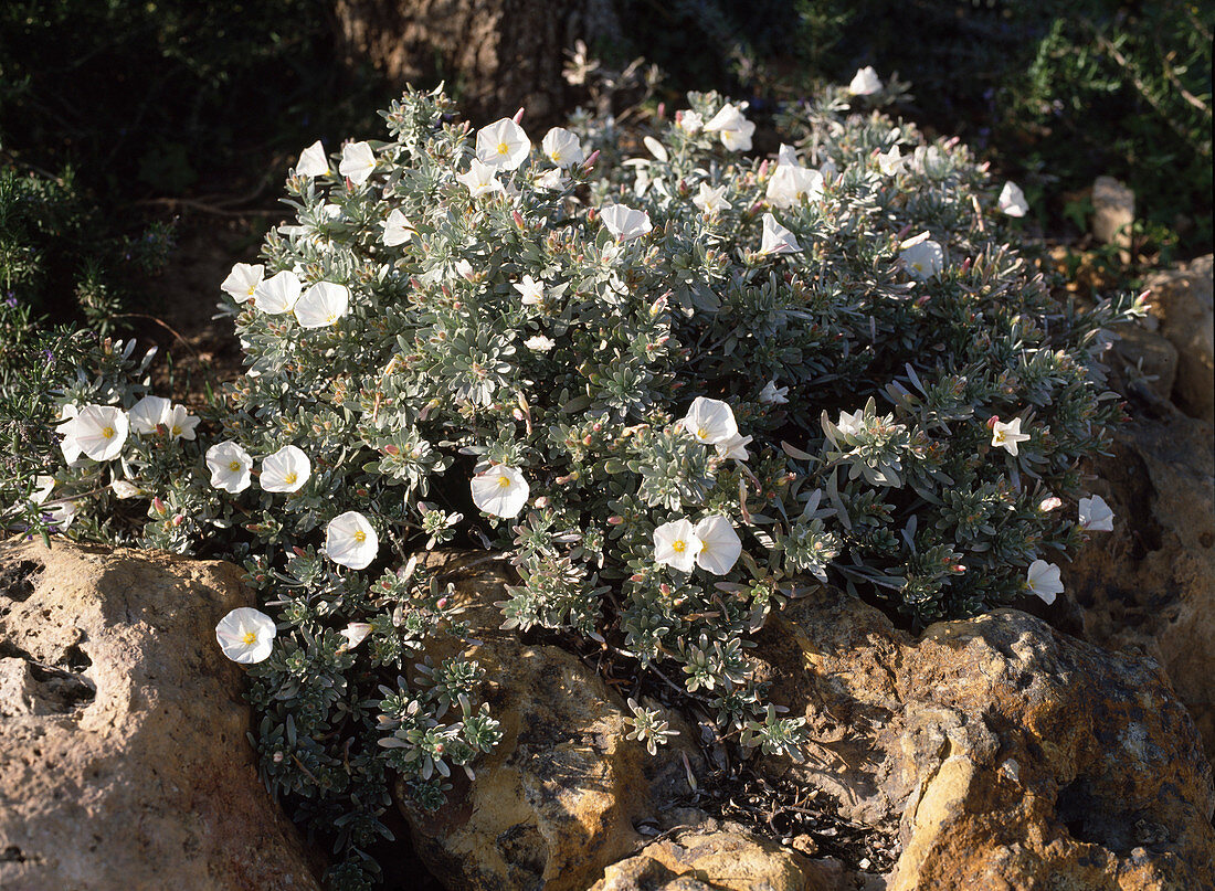 Convulvulus cneorum