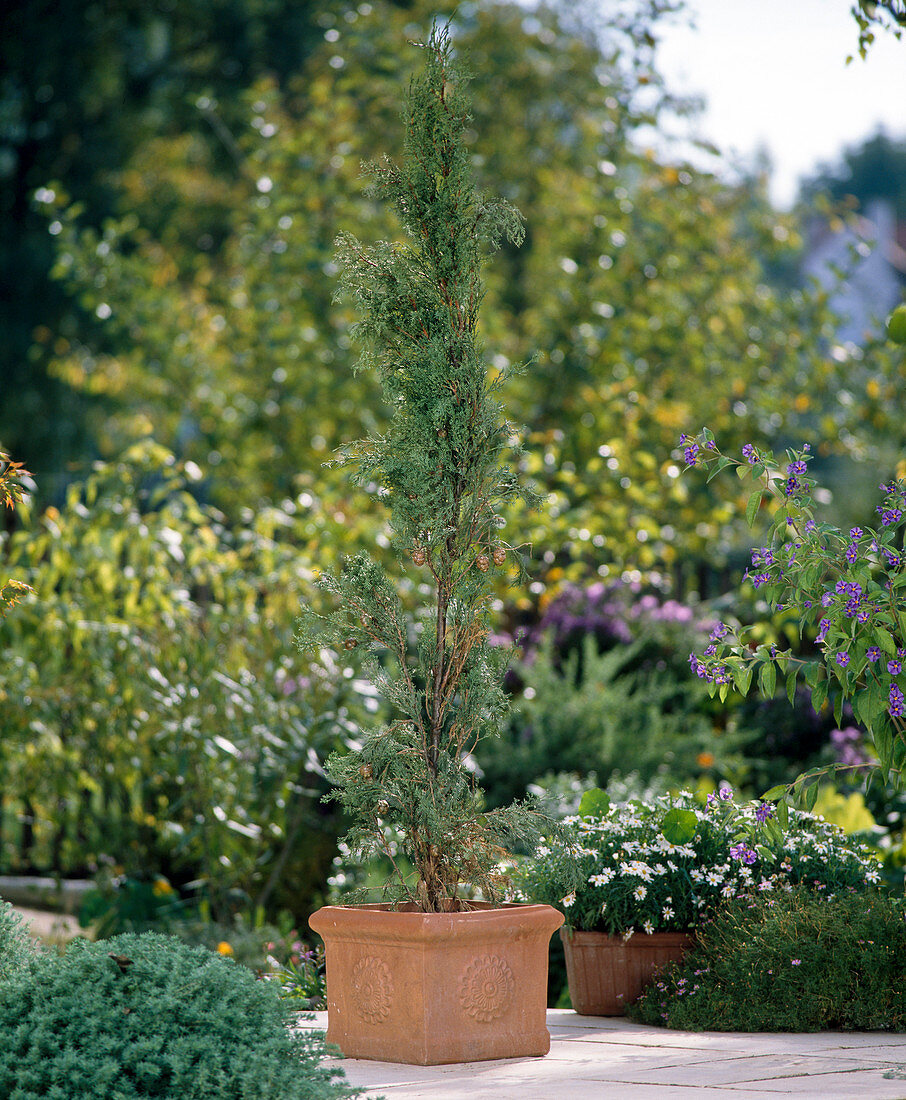 Cupressus Sempervirens