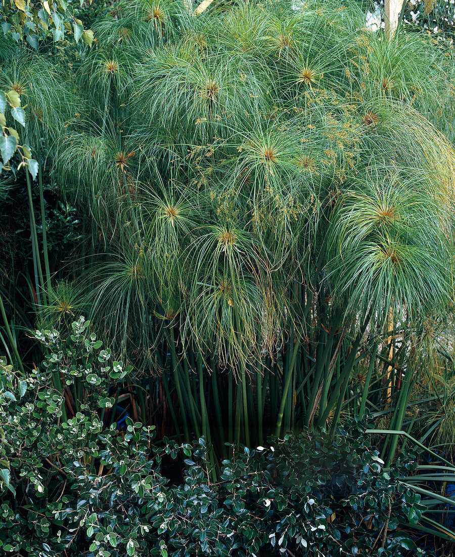 Cyperus papyrus