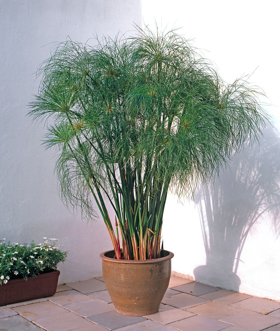 Cyperus papyrus