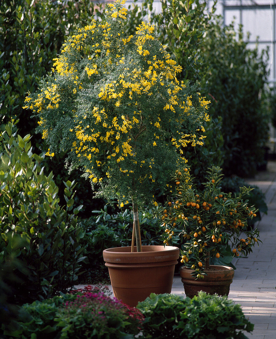 Cytisus x racemosus