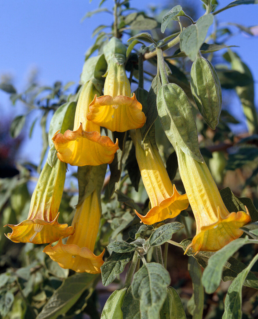 Datura sanguinea