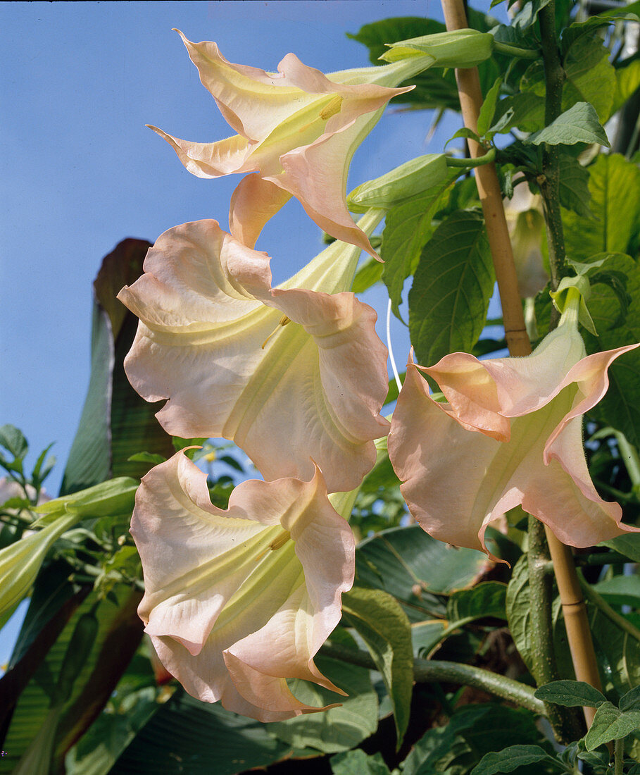 Datura x Insignis