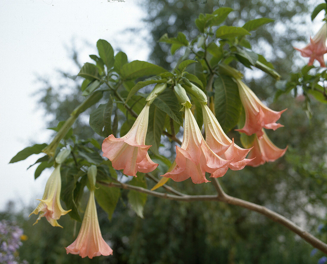 Datura hybrid