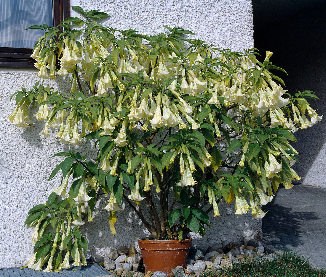 Datura suaveolens