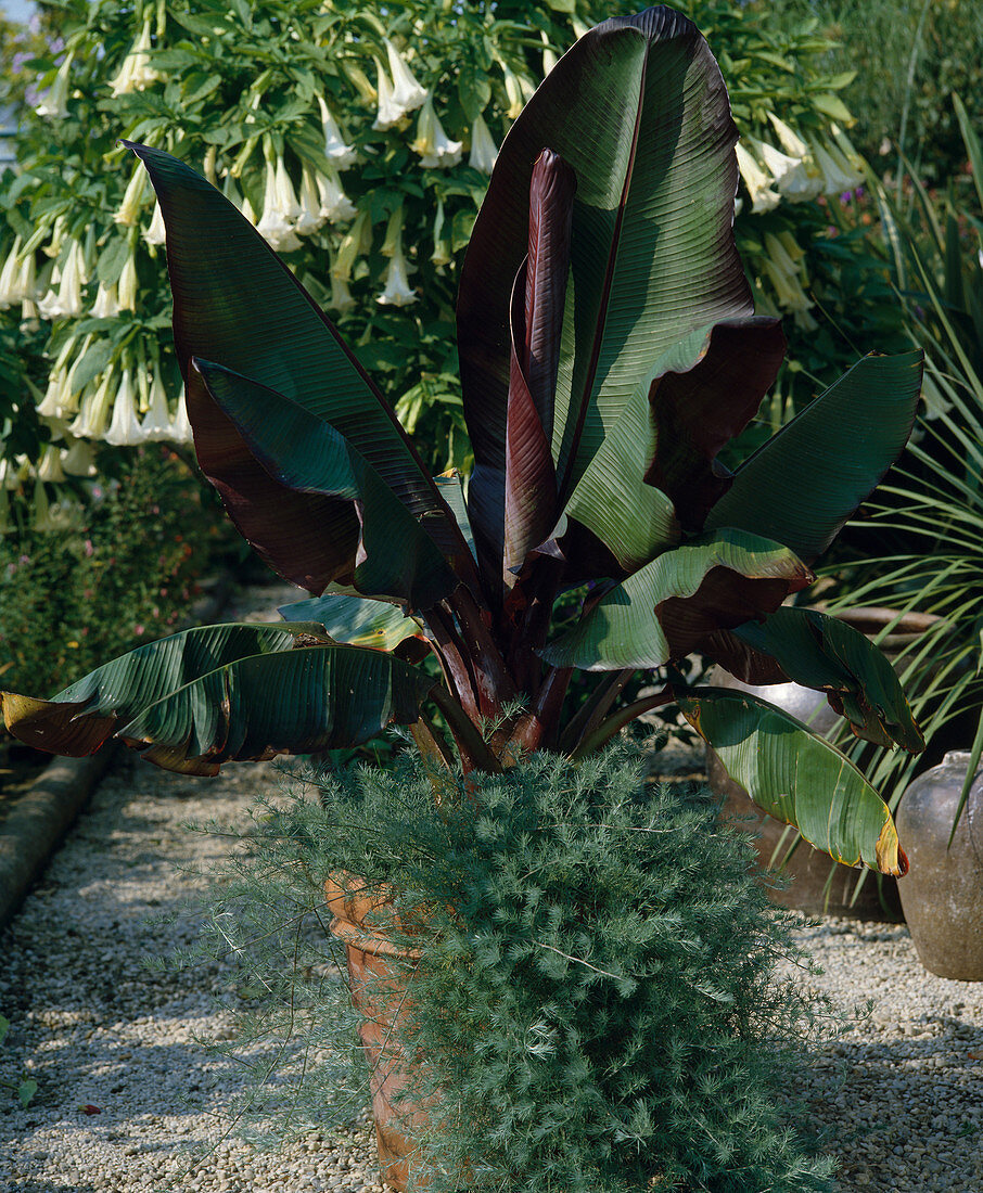 Ensete ventricosum 'Maurelii'