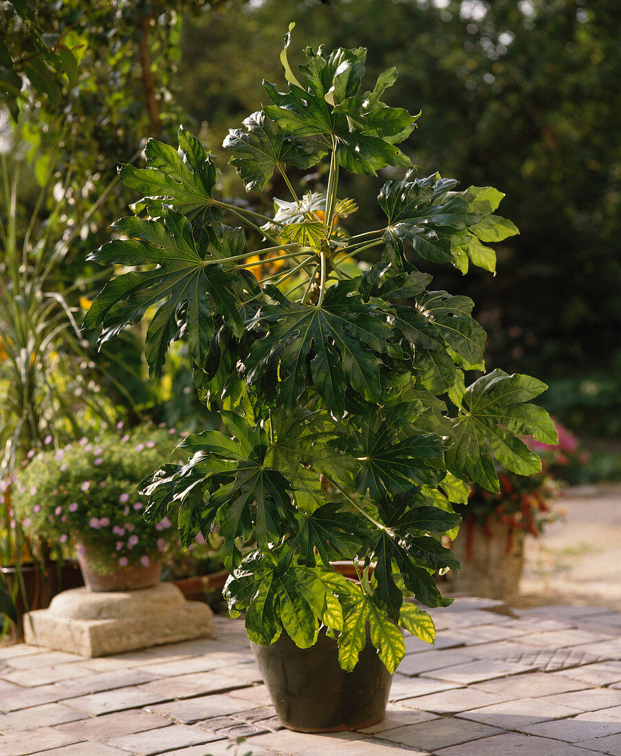 Fatsia japonica (indoor aralia)