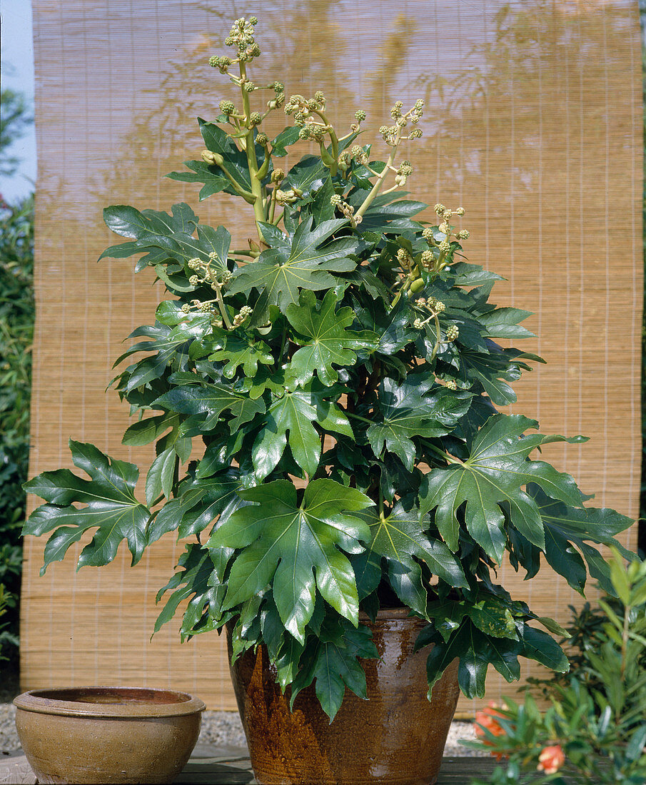 Fatsia japonica