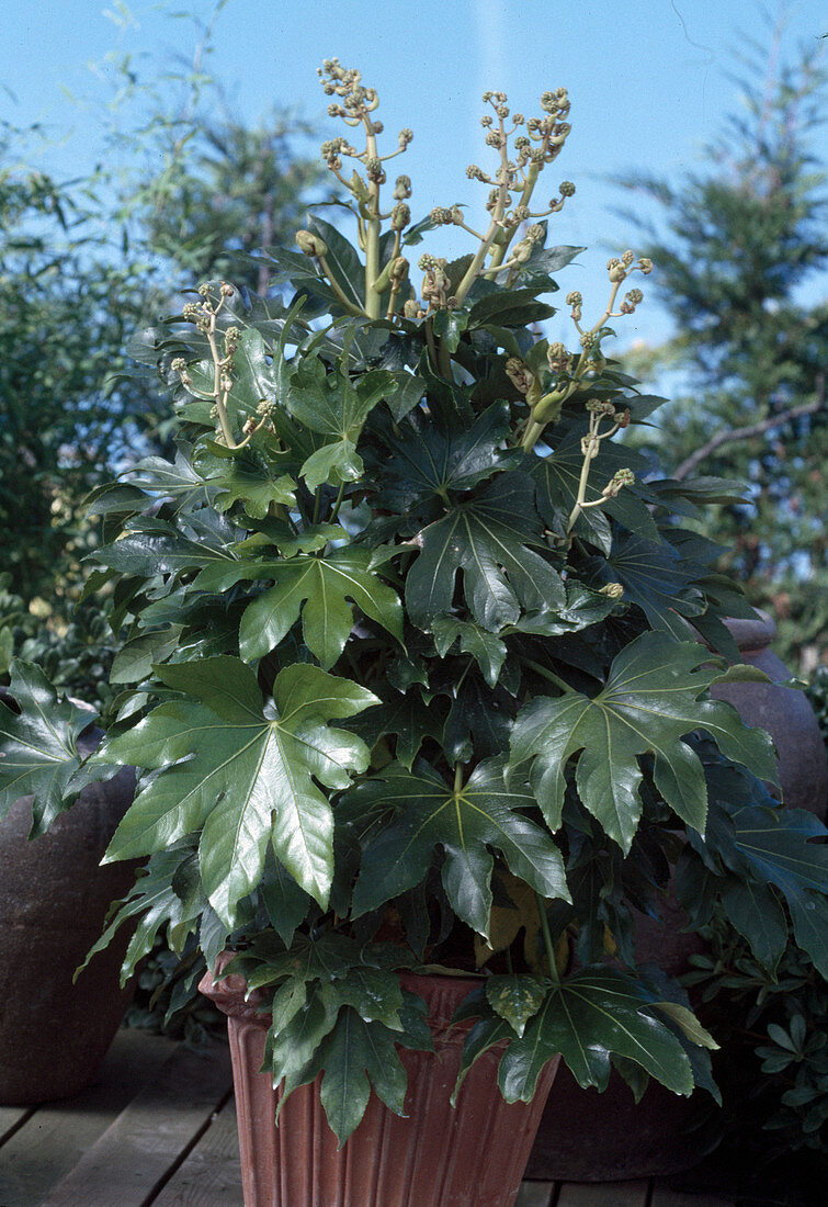 Fatsia japonica