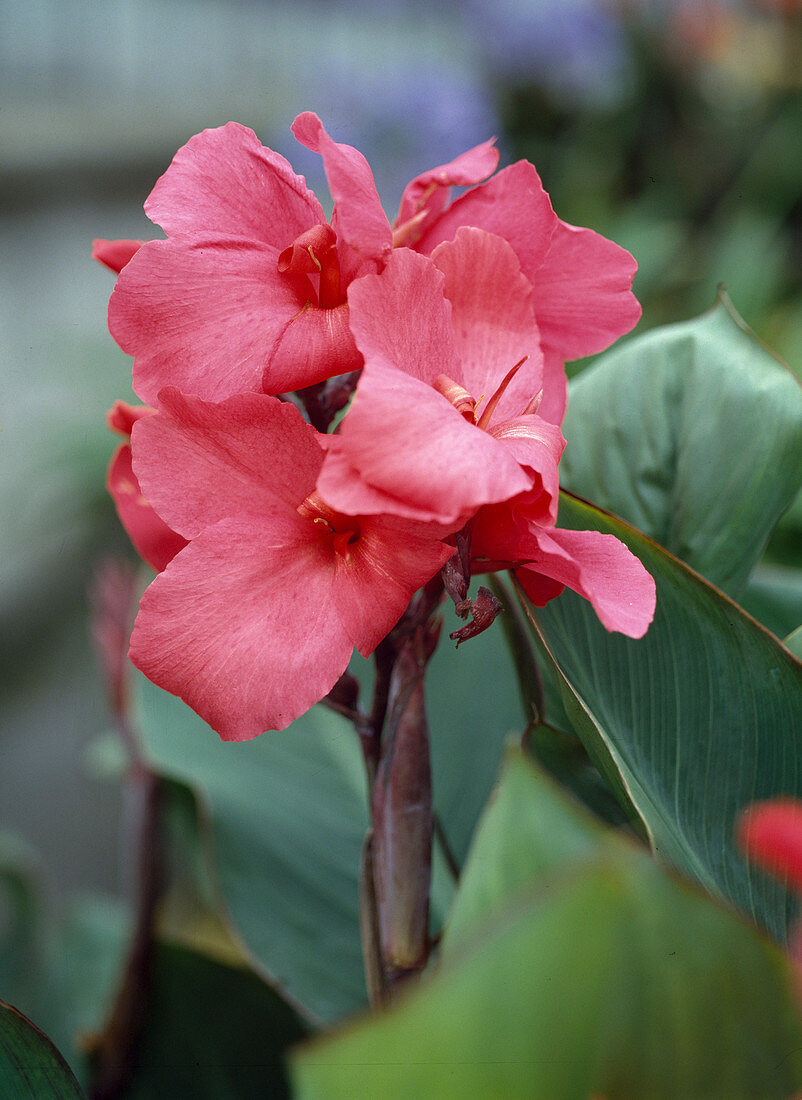 Canna indica 'Fata Morgana'