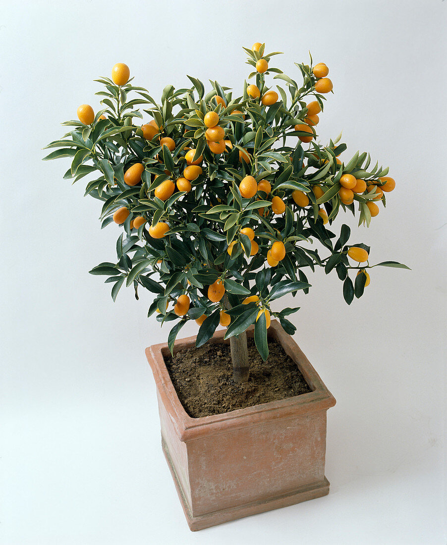 Fortunella JAPONICA