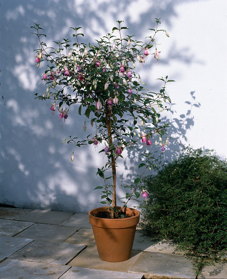 Fuchsia hybrid