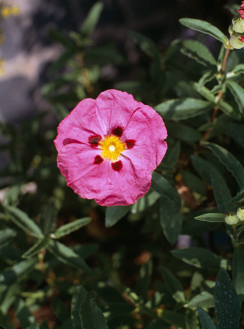 Cistus X purpureus