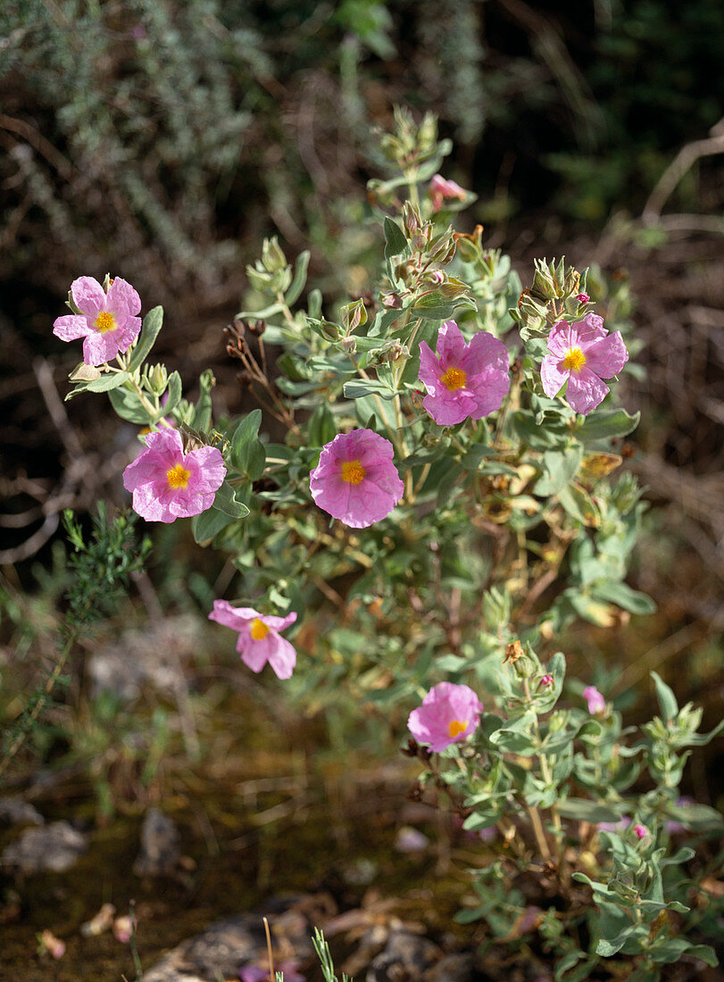 Cistus albidus