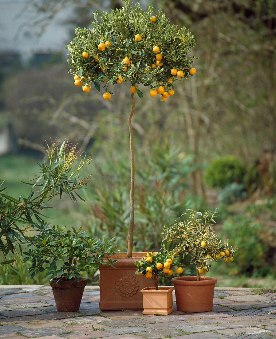 Citrus x mitis var. variegata, Fortunella japonica