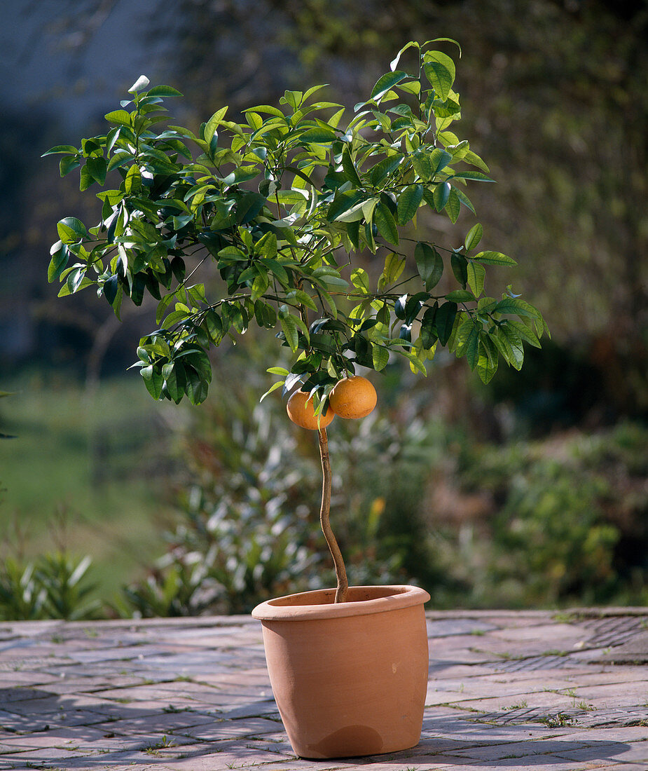 Citrus paradisi 'Red Grape'