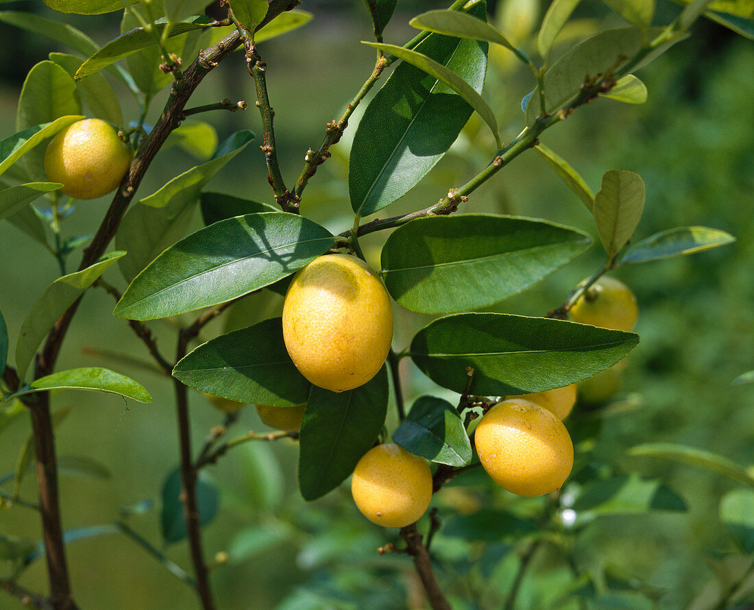 Citrus aurantiifolia X Fortunella speciosa