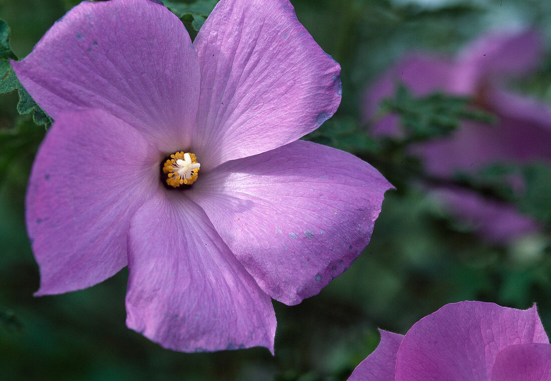 Alyogyne huegelii (Blauer Hibiscus)