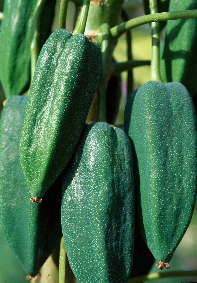 Carica pentagona (Babaco)