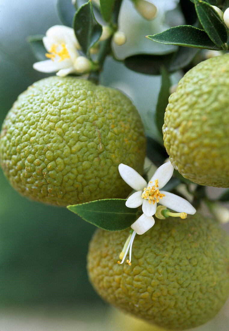 Citrus myrtifolia,