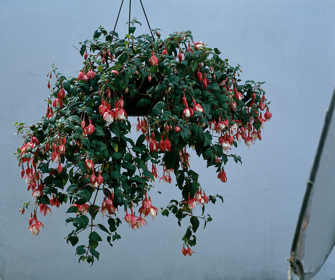 Fuchsia 'Red Ribbons'