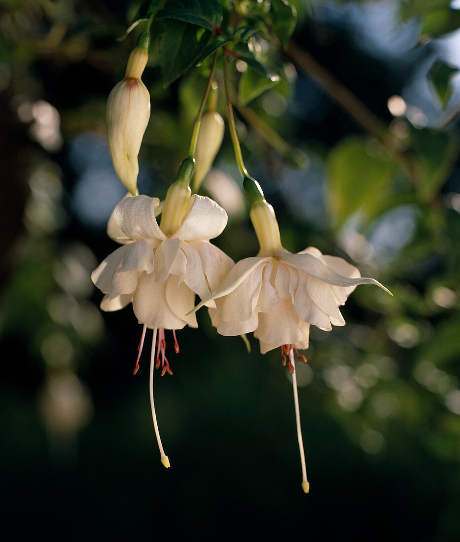 Fuchsia 'Flying Cloud'