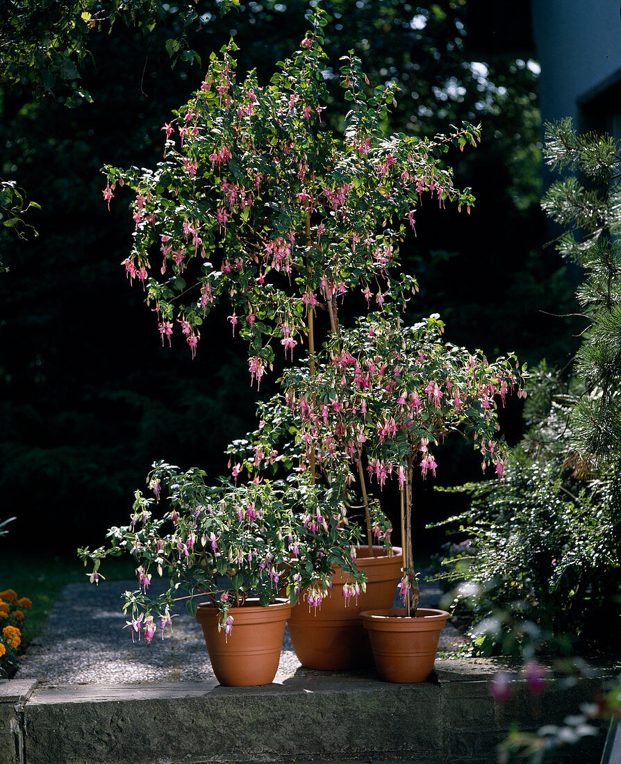 Fuchsia-Hybr.'leonora', Doreen Redfarn ', Nina Wills'