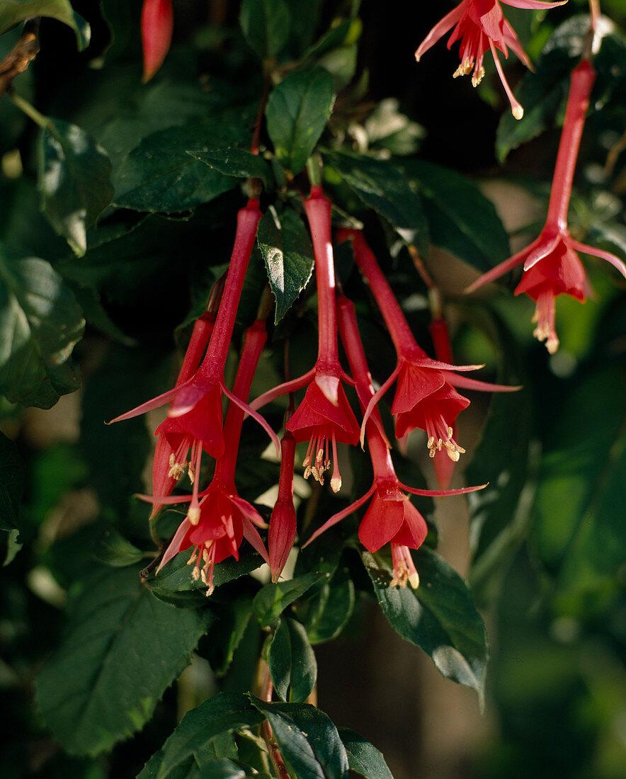 Fuchsia hybrid