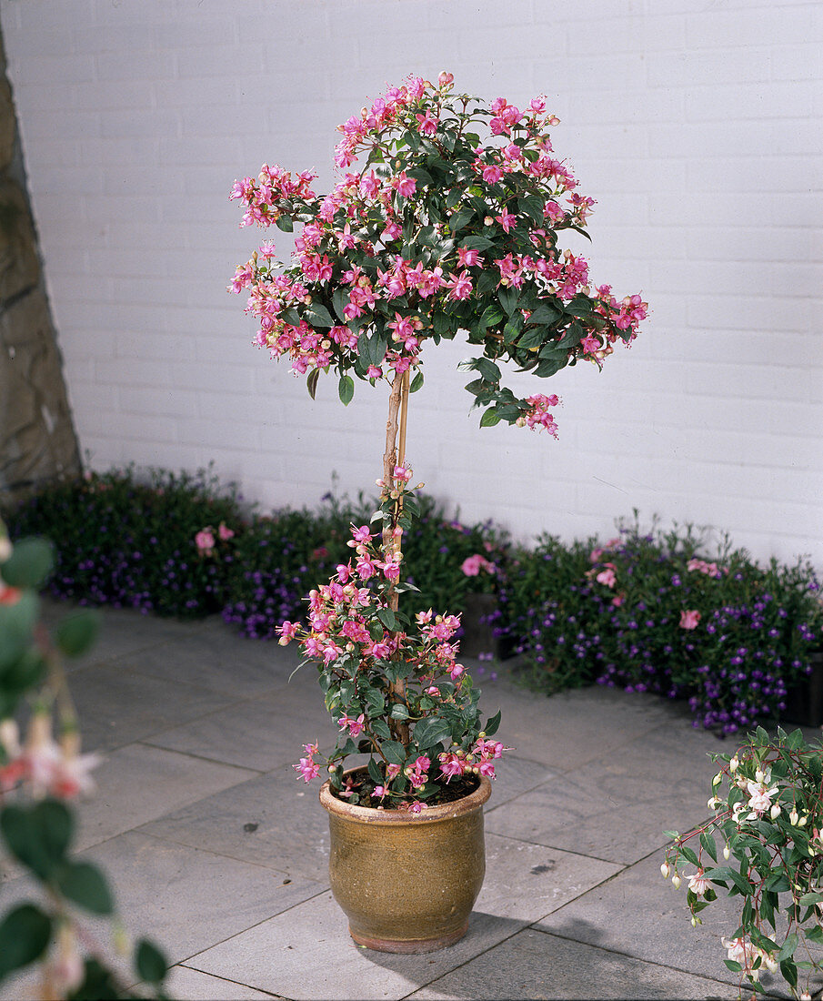 Fuchsia 'Vobeglo'