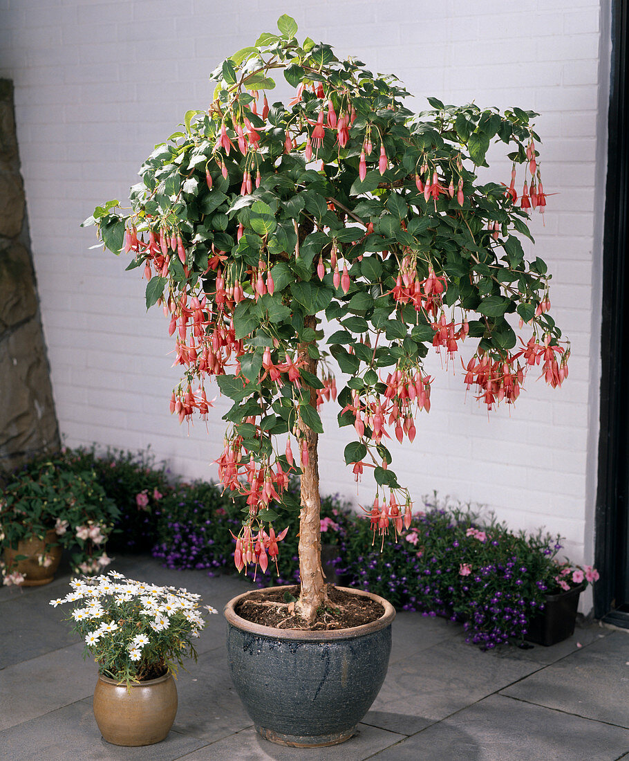 Fuchsia hybrid